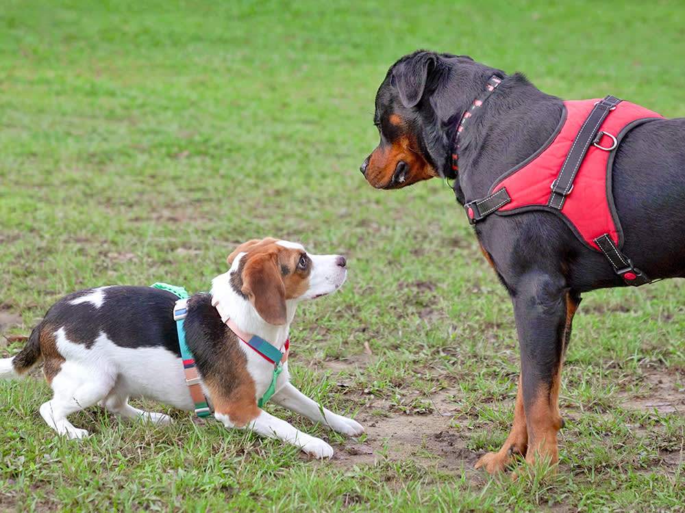 Two dogs meeting each other outside int he grass.