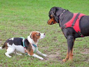 Two dogs meeting each other outside int he grass.