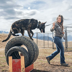 Svalinn's canine companions transcend the realm of pets; they seamlessly integrate into the very essence of your daily life.