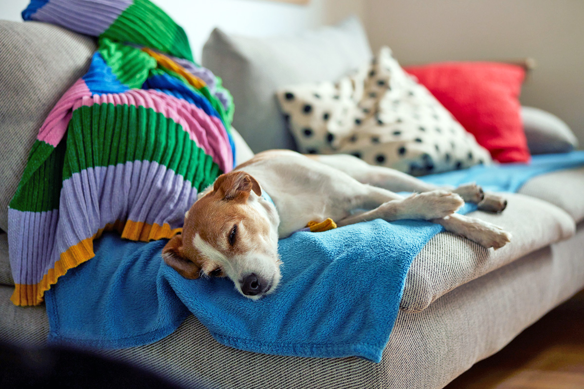 a dog sleeping on the couch 