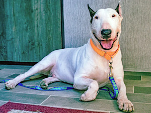 “Trooper's Law" will make it a third-degree felony for people to restrain dogs outside during natural disasters. The bill was inspired by a dog that was left chained up in the path of Hurricane Milton and rescued by the Florida Highway Patrol.