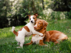 Two dogs hugging