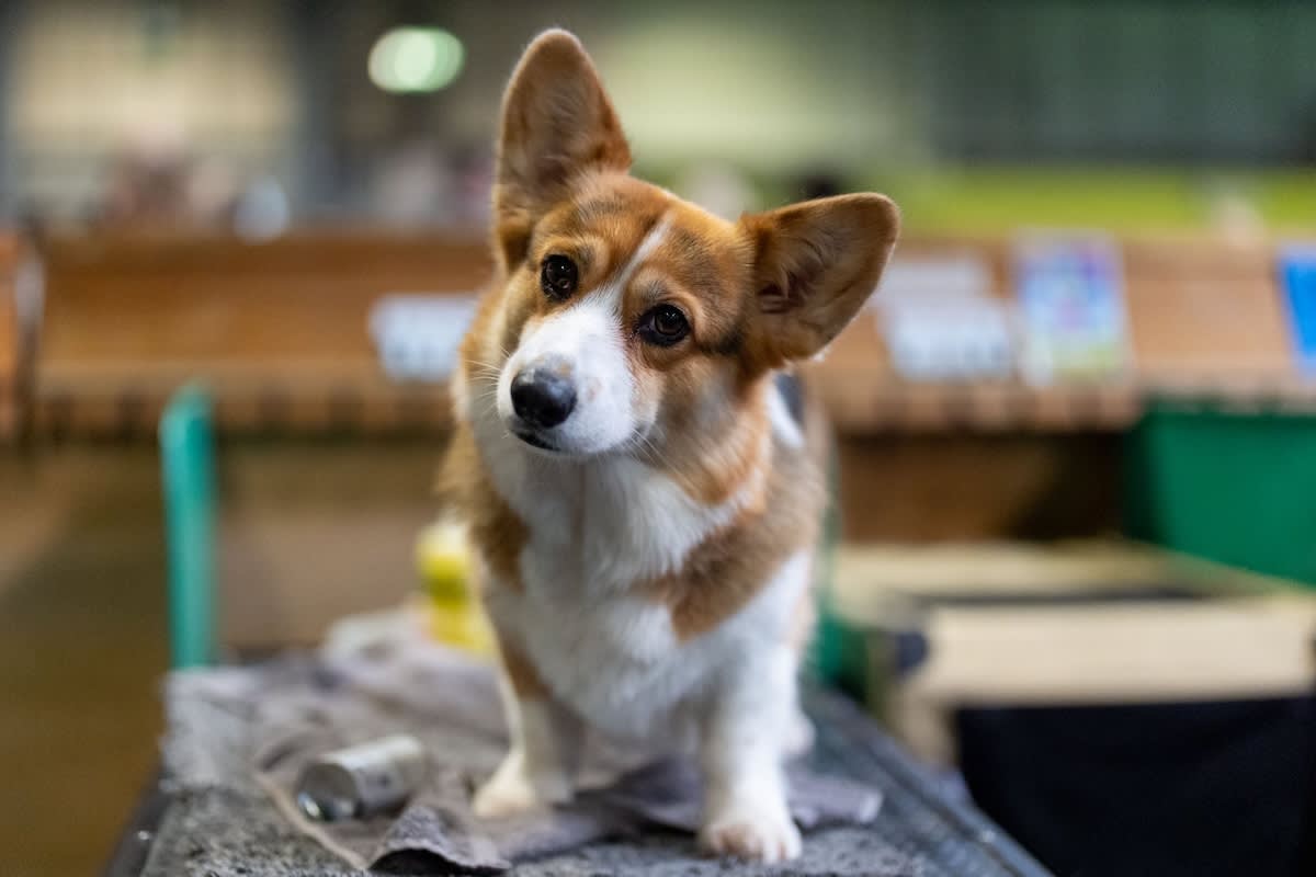 a picture of a corgi at crufts