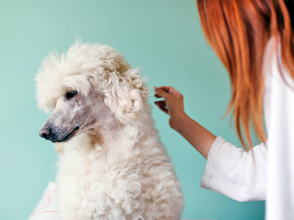 a woman with red hair reaches out for the back of a white dog's neck which the dog turns away