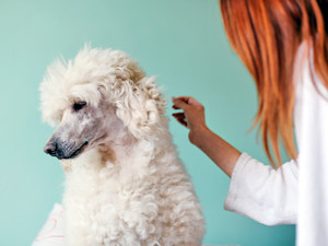 a woman with red hair reaches out for the back of a white dog's neck which the dog turns away