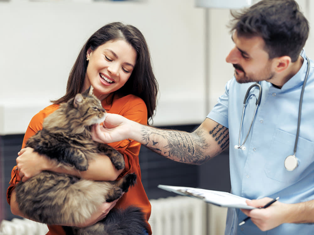 Cat's Veterinary Check-up.