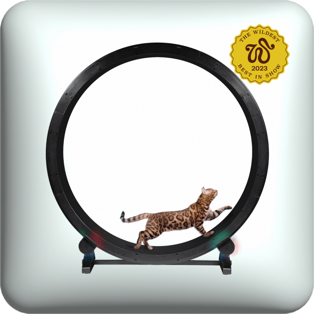 one fast cat exercise wheel