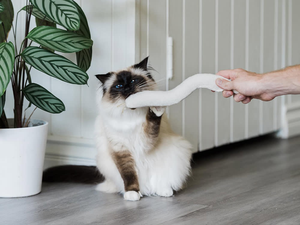 cat playing with beige toy