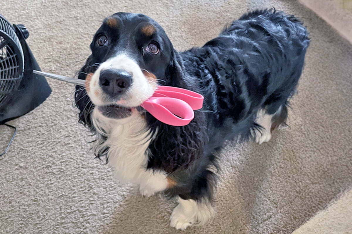 Dog carrying scissors