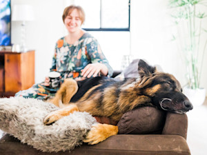 German Shepherd dog napping on couch at home.