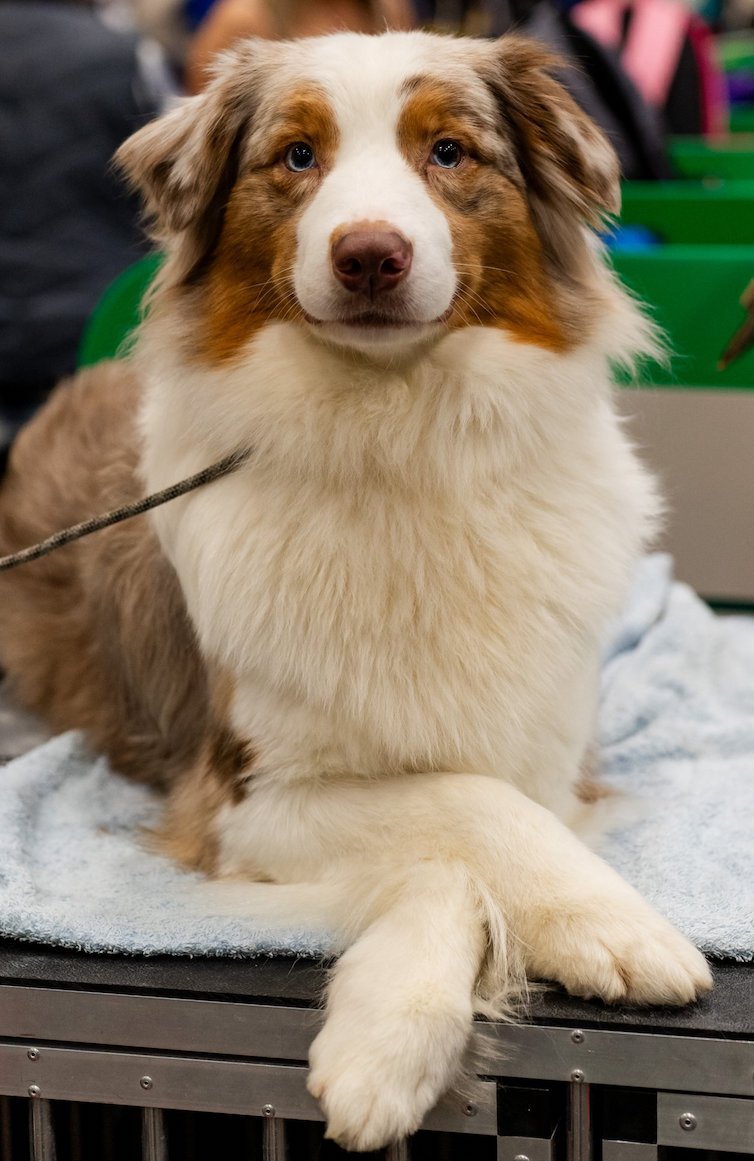 beautiful australian shepherd dog with crossed paws