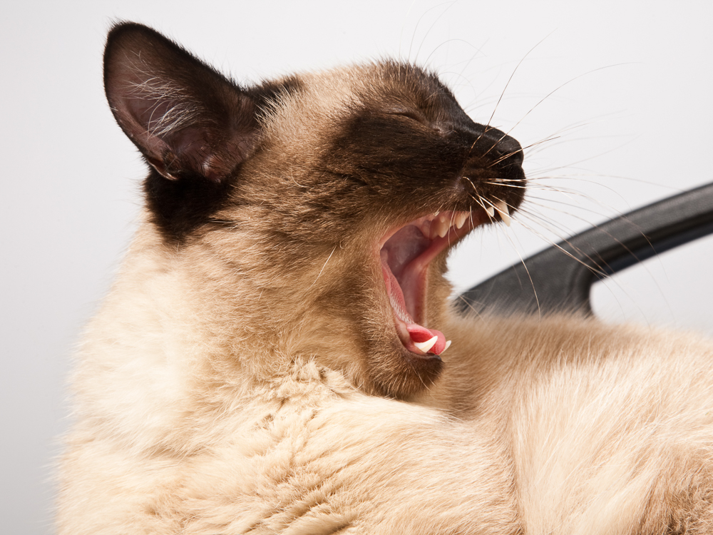 Siamese cat yawning