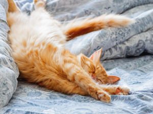 Cat stretching on blue bedding