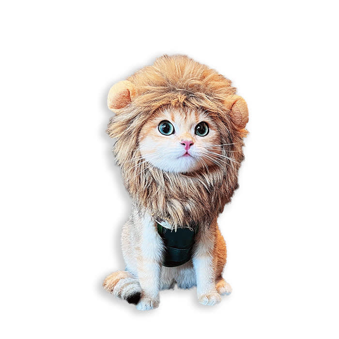 cat in a lion’s mane