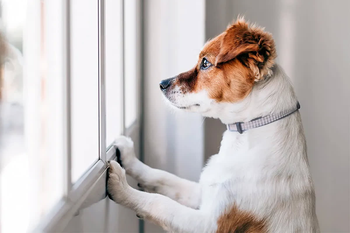 Dog looking out window