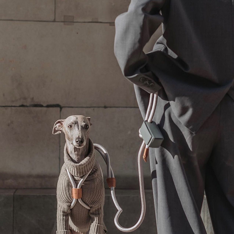 Backview of a man in a dark grey suit with a leash and an attached poop bad holder that is attached to a greyhound dog in a grey sweater