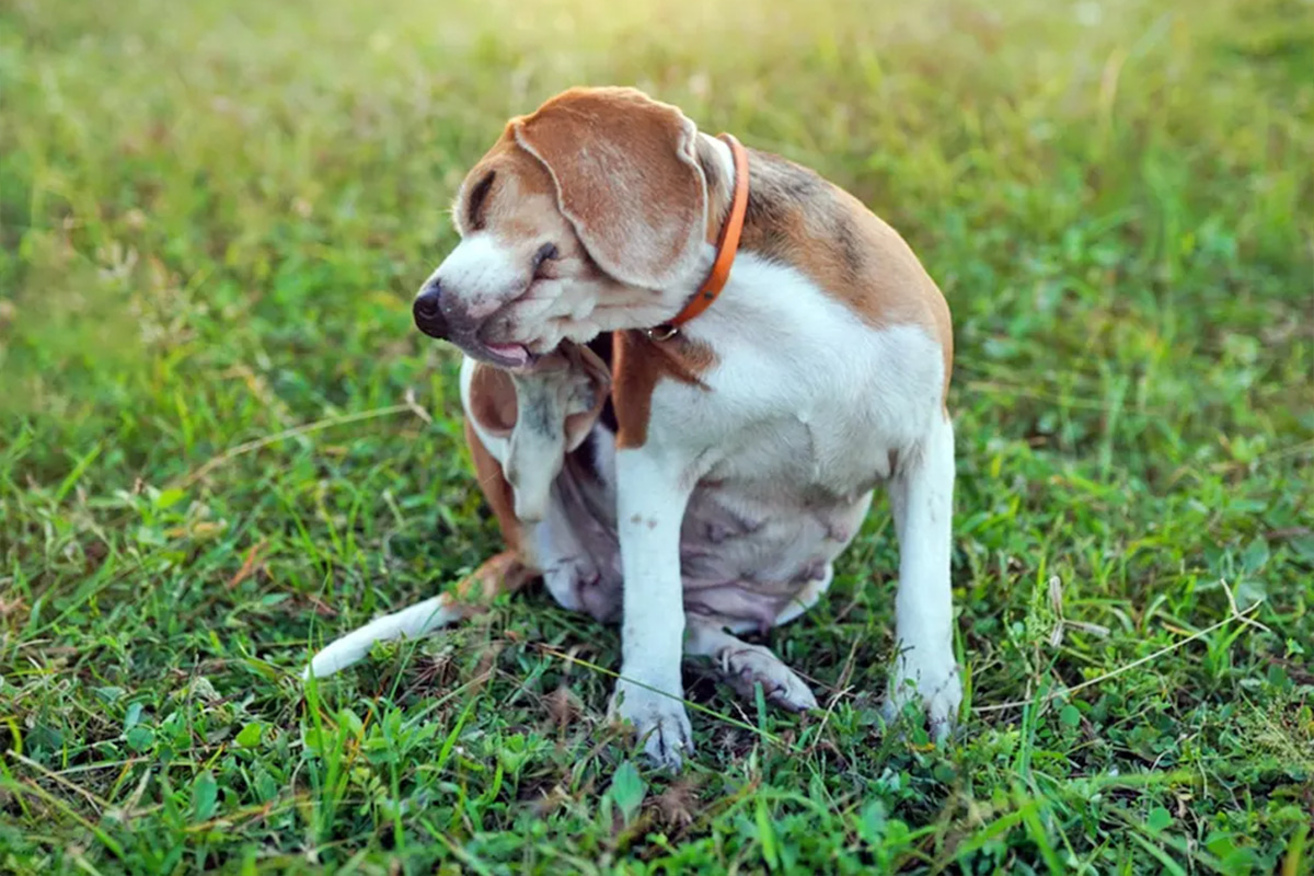 dog itching in the grass