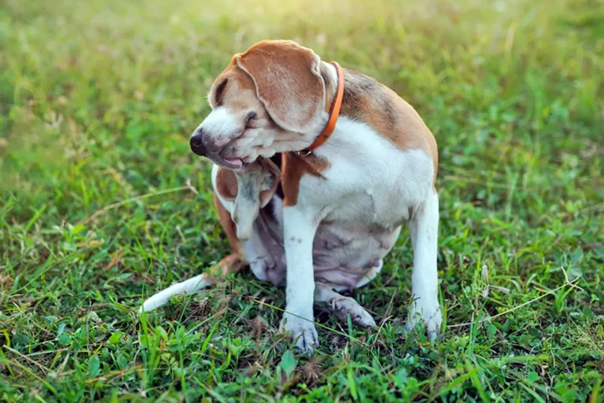 dog itching in the grass