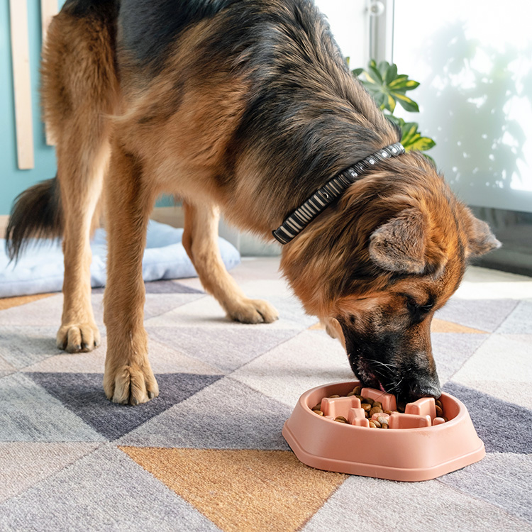 Large German Shepherd eating from a slow feeder.