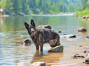 Happy brown dog outside in Montana.