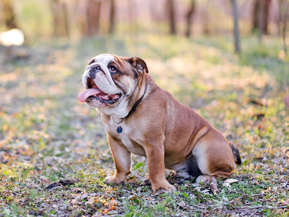 Bulldog