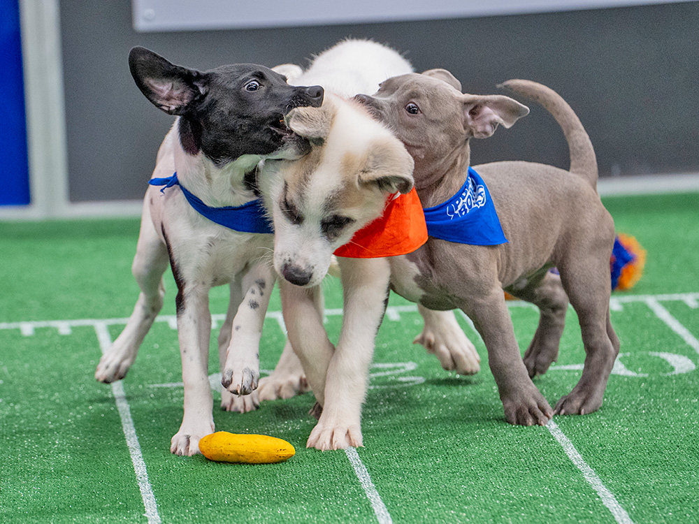 dogs playing in the Puppy Bowl