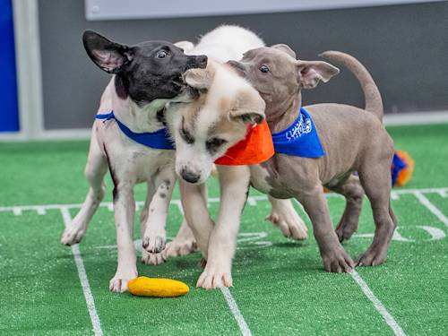 Inside the Puppy Bowl: Behind-the-Scenes Details from the Cutest Event