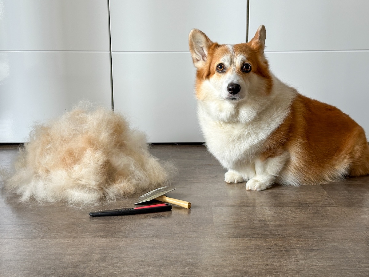 a picture of a corgi next to an enormous pile of fur that's been brushed from them