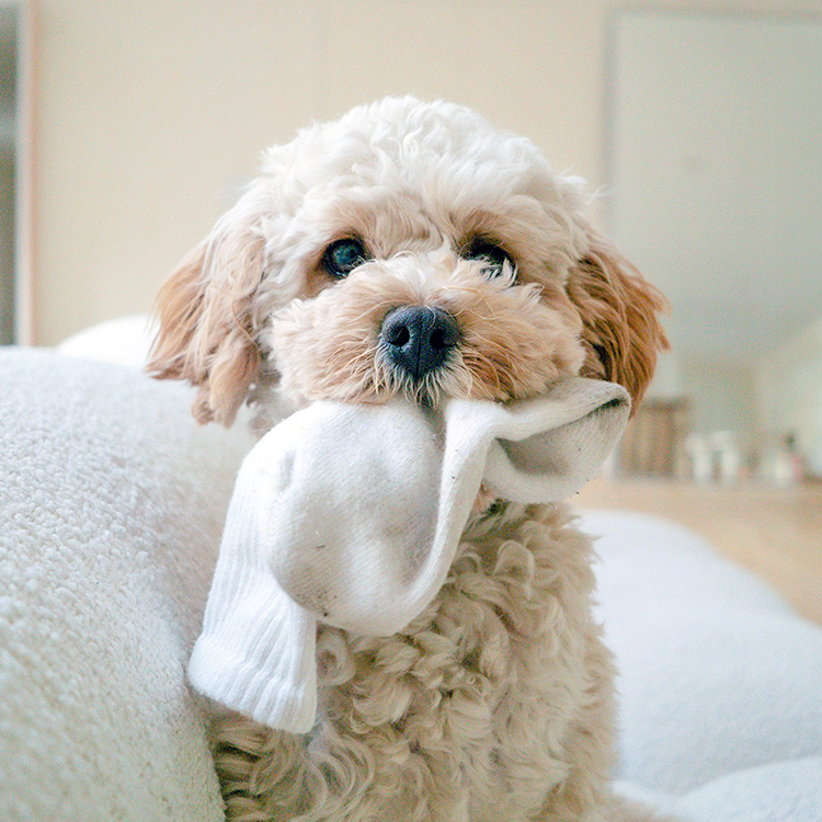 Cute small white dog with a sock in its mouth.