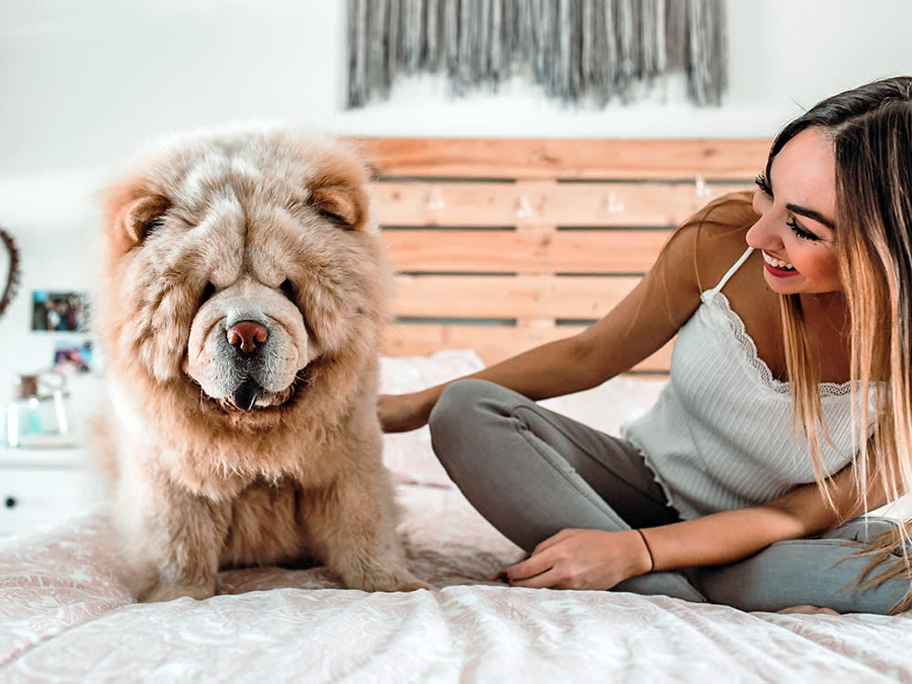 Pretty young woman playing with her chow chow dog.