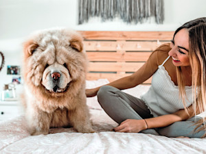 Pretty young woman playing with her chow chow dog.