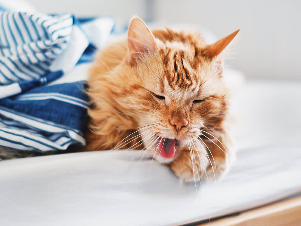 An orange cat coughing on a bed. 