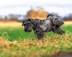 a black fluffy dog cocks its leg to wee in a field