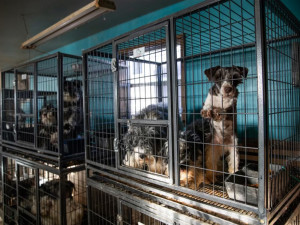 Cruelty seizure at a suspected puppy mill in NC leaves scores of schnauzers and other dogs in desperate need.