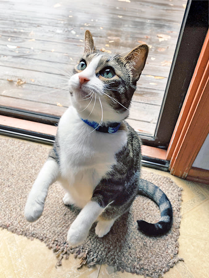 Cat begging for food at home.
