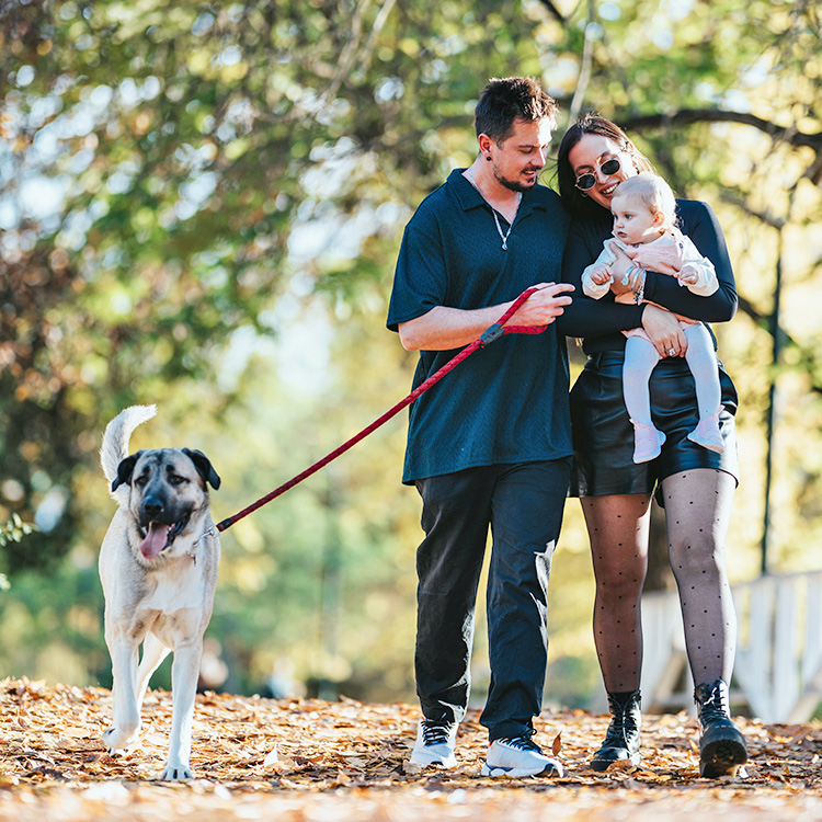 Young couple taking a walk with their baby and dog outside.