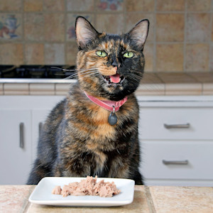 Funny cat burping after eating some food at home.