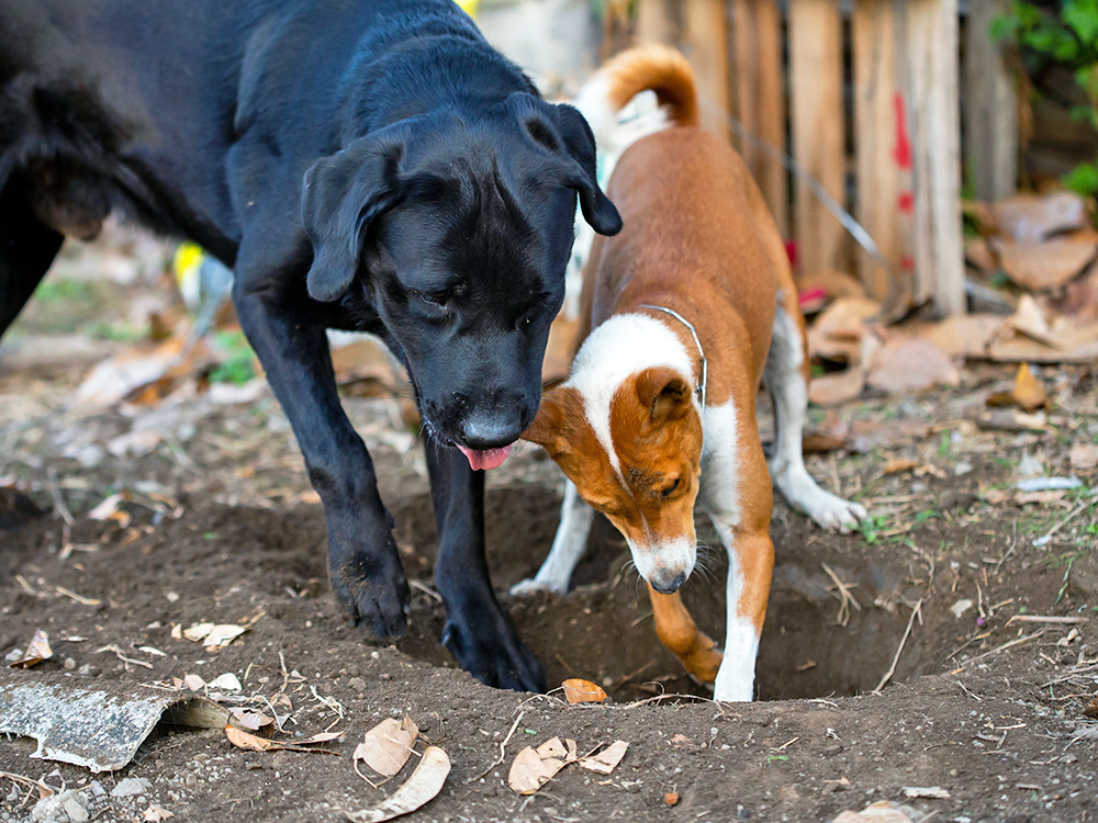 Two dogs digging outside in the yard.
