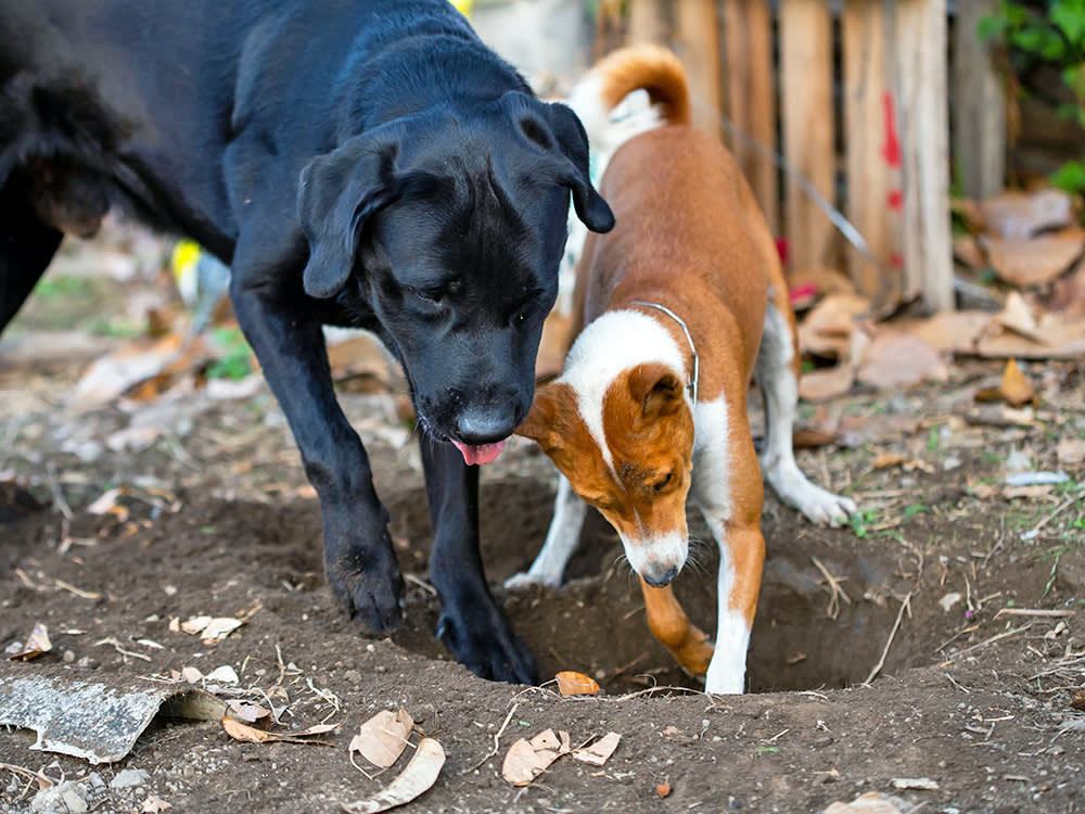 Two dogs digging outside in the yard.