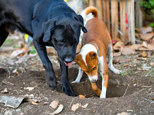 Two dogs digging outside in the yard.