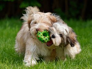 Two havanese puppies play together with a green donut toy in the grass