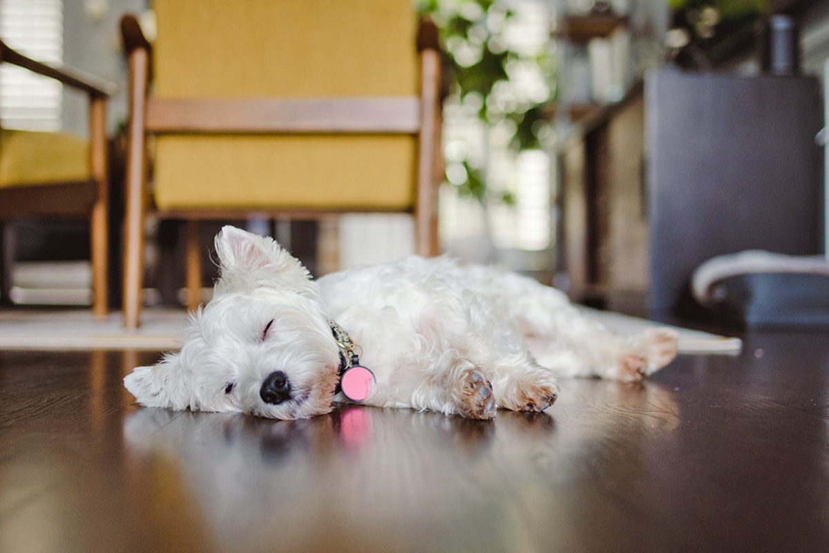 White dog sleeping on their side