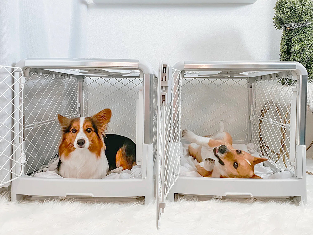 Two cute Corgis in a Diggs crate at home.