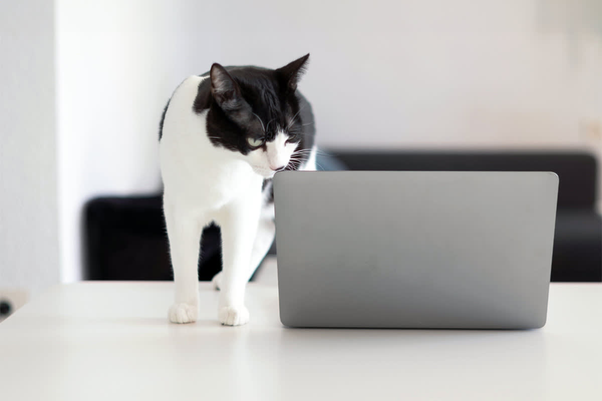 Tuxedo cat looking at a computer