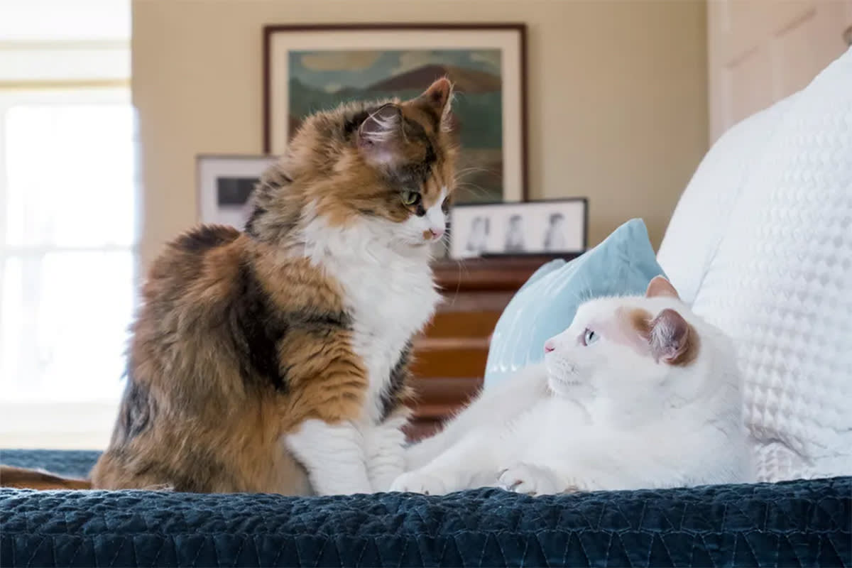 Two cats staring at each other