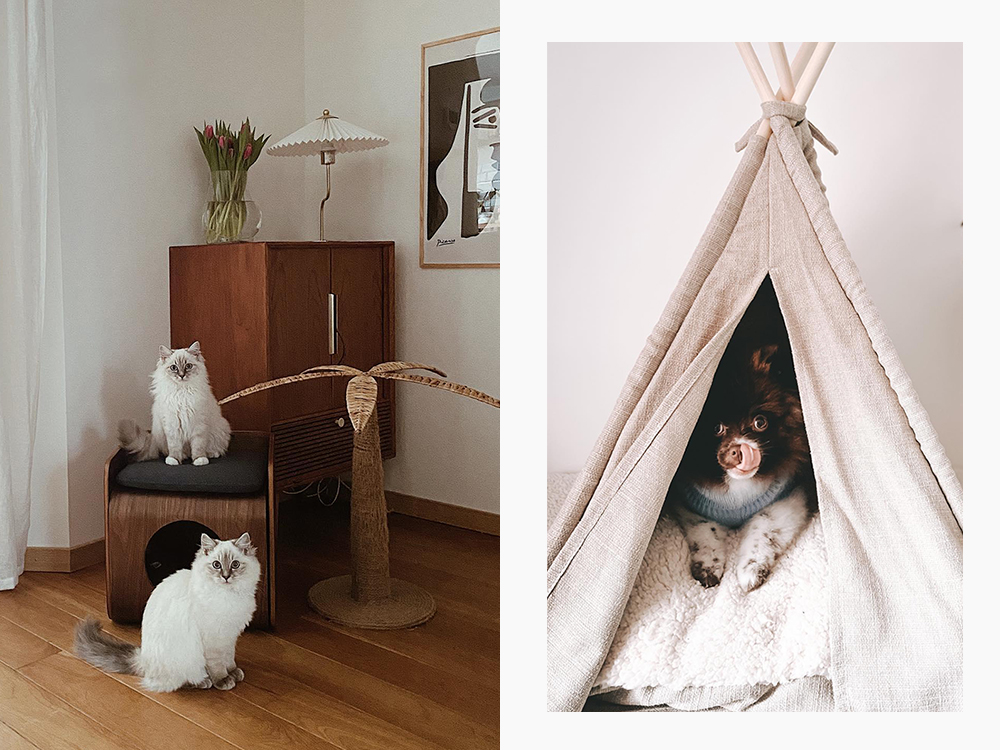 cat in quality furniture