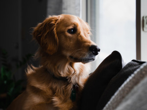 golden retriever dog looks out window