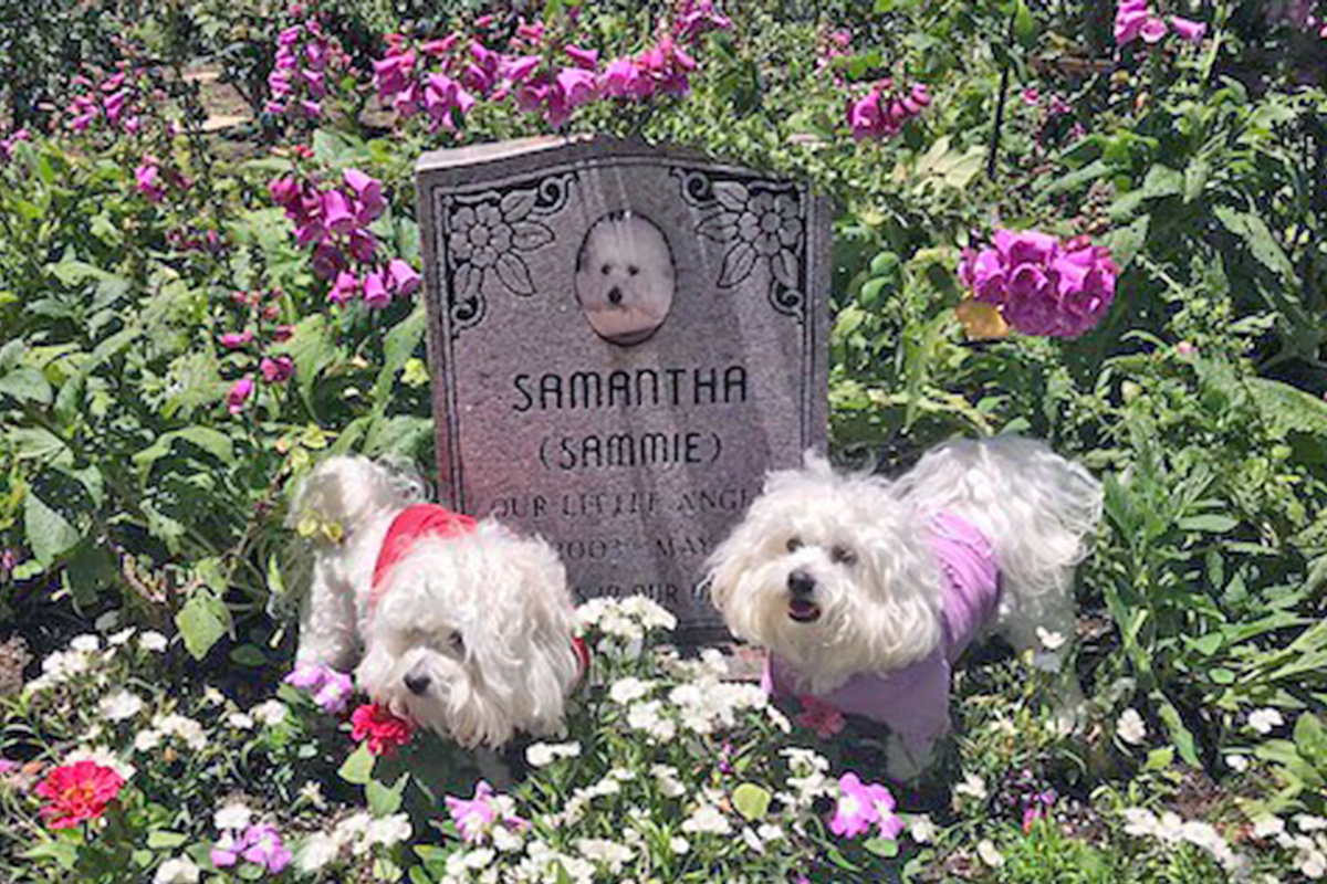 Barbra Streisand's cloned dogs 