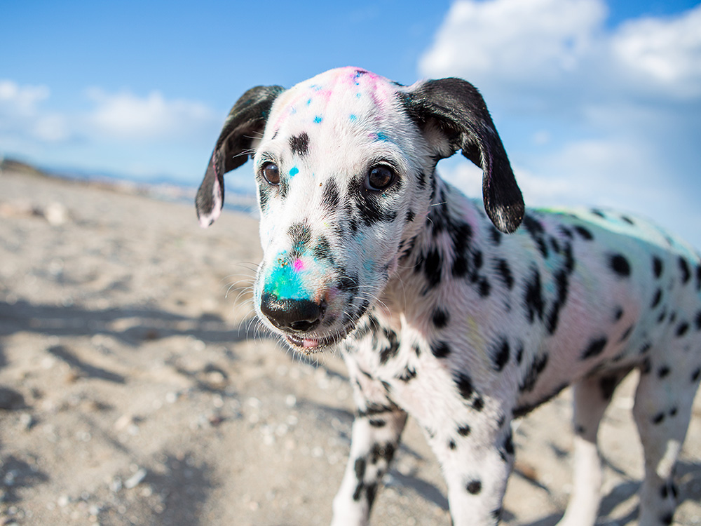 Are Dogs and Cats Colorblind?