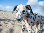 A Dalmatian on the beach with colorful dye on its fur. 